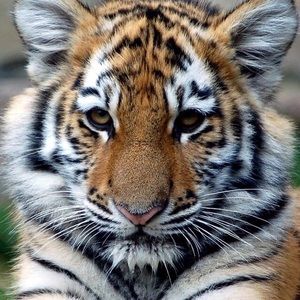 Meet your Posher, Carly